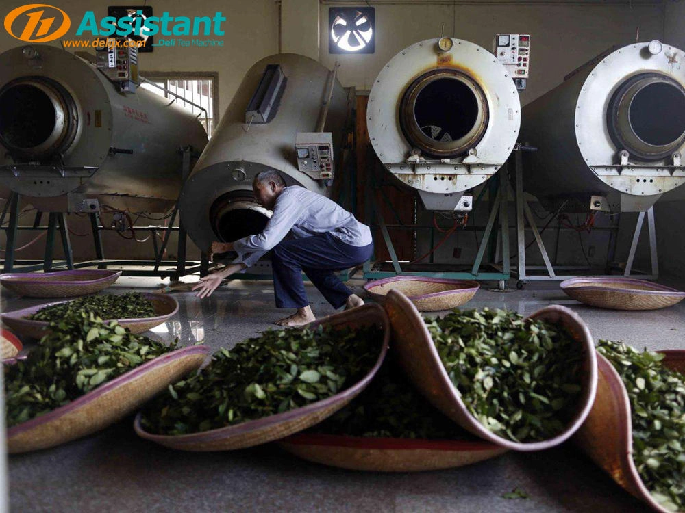 orthodox green tea fixing fixation machine